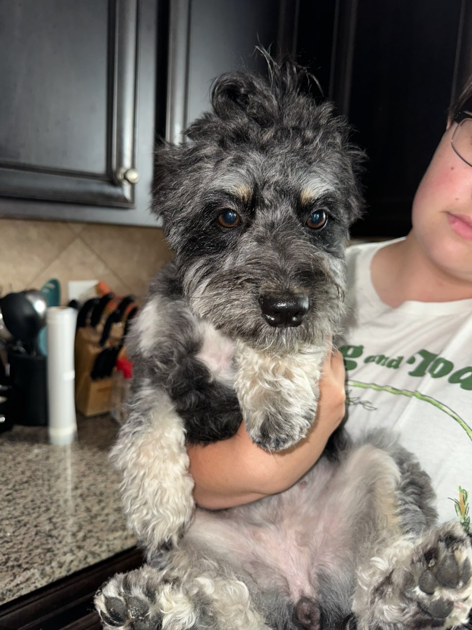 A picture of Doodle Bear, a 1 year 11 months old Other Mix dog.