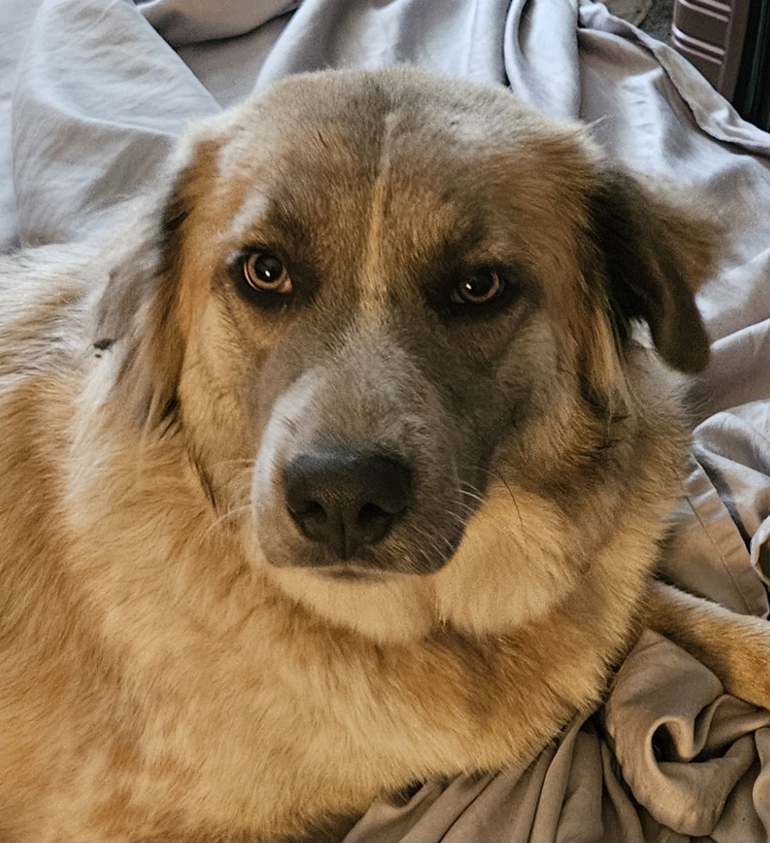 A picture of Athena, a 7 months old Other dog.