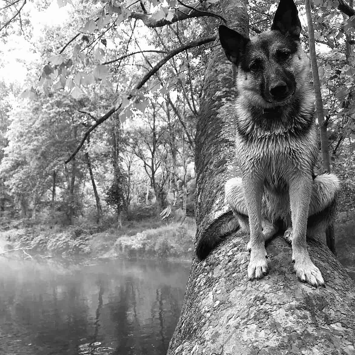 A picture of Beyoncé, a 7 years 3 months old Other Mix dog.