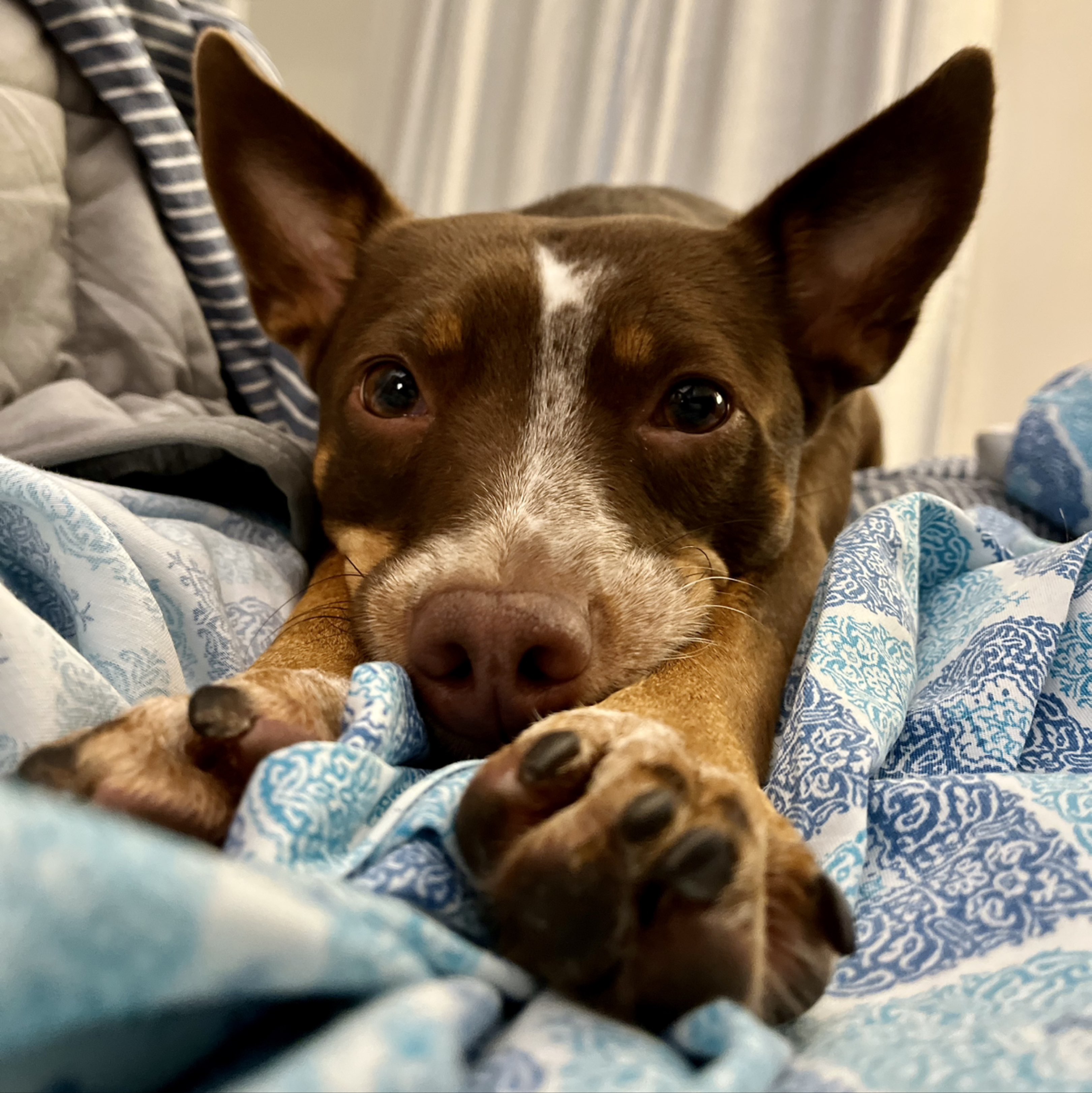 A picture of Ellie, a 4 years 11 months old Other Mix dog.