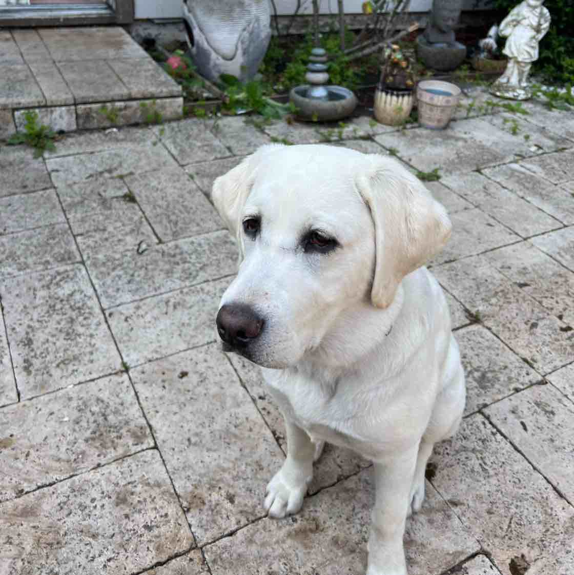 A picture of Luz, a 3 years 8 months old Other dog.