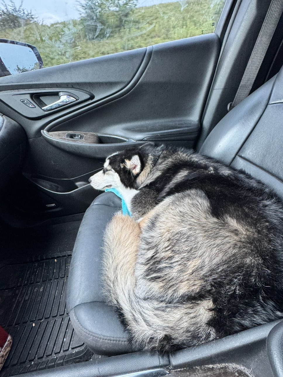 A picture of Shadow, a 7 months old Other dog.