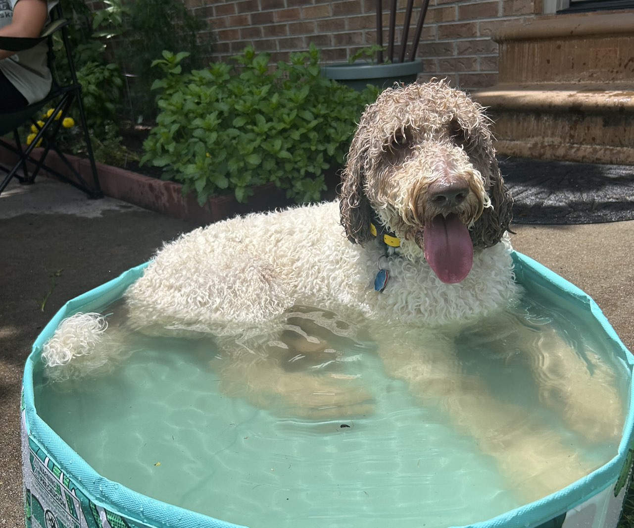 A picture of Clover, a 4 years 9 months old Other dog.