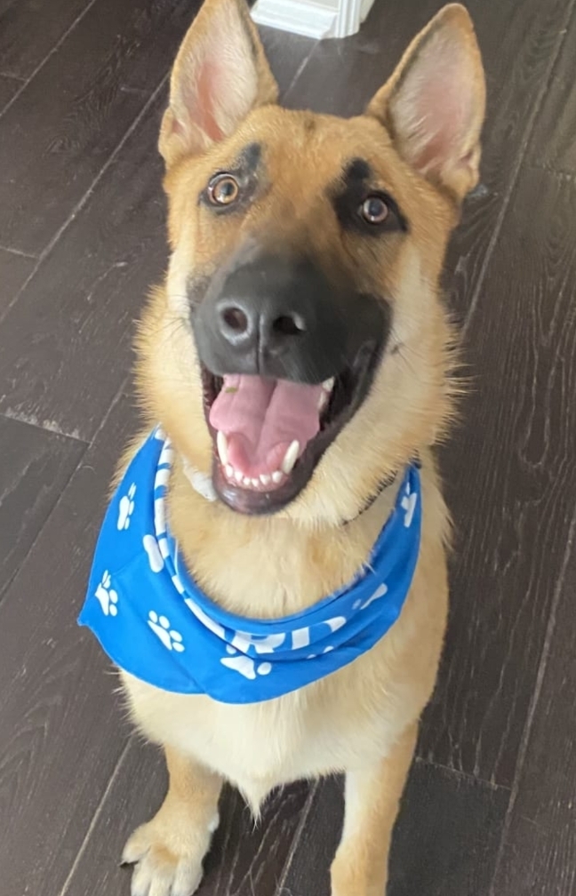 A picture of Wagner, a 1 year 1 month old Other dog.