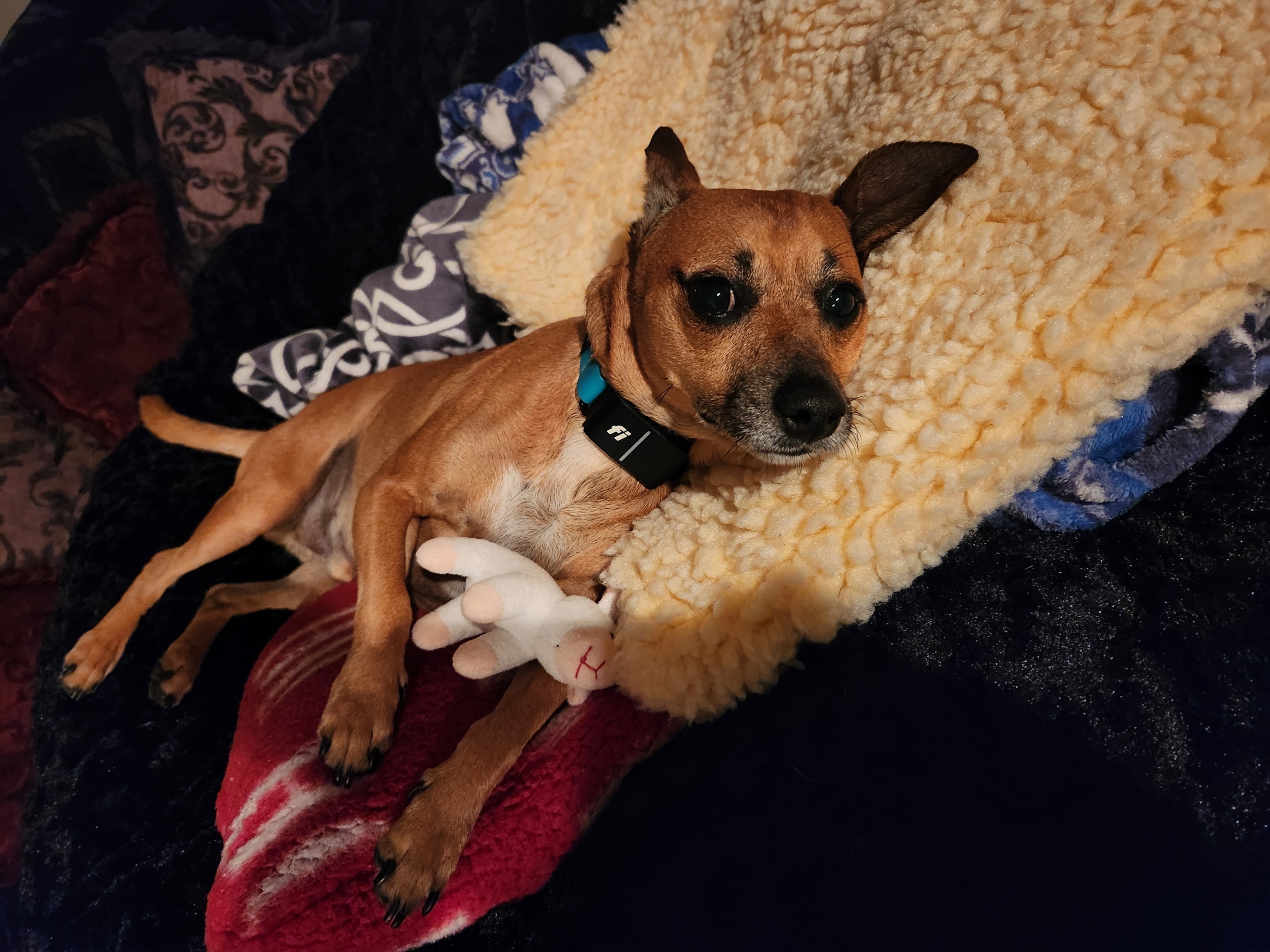 A picture of Jingle Sharma, a 6 years 3 months old Other Mix dog.