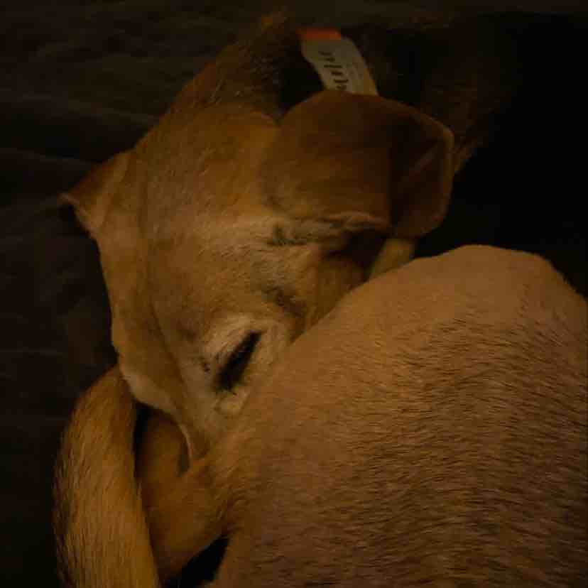 A picture of Junie, a 13 years 11 months old Other Mix dog.