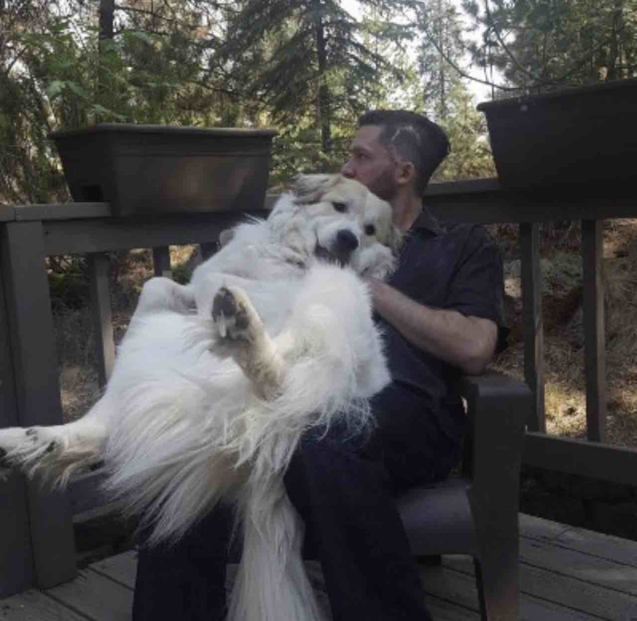 A picture of Horace, a 8 years 3 months old Other dog.