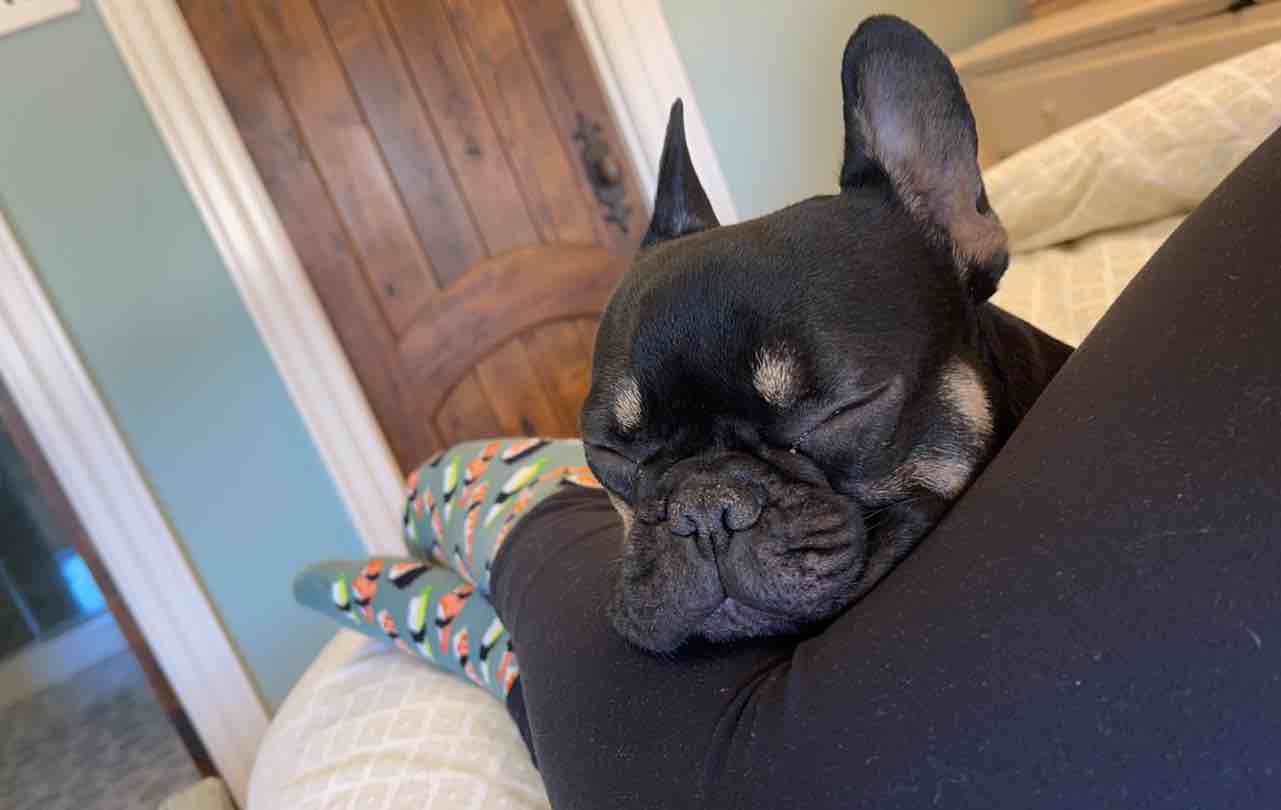 A picture of Leo Christopher Criscuolo, a 5 years 10 months old Other dog.