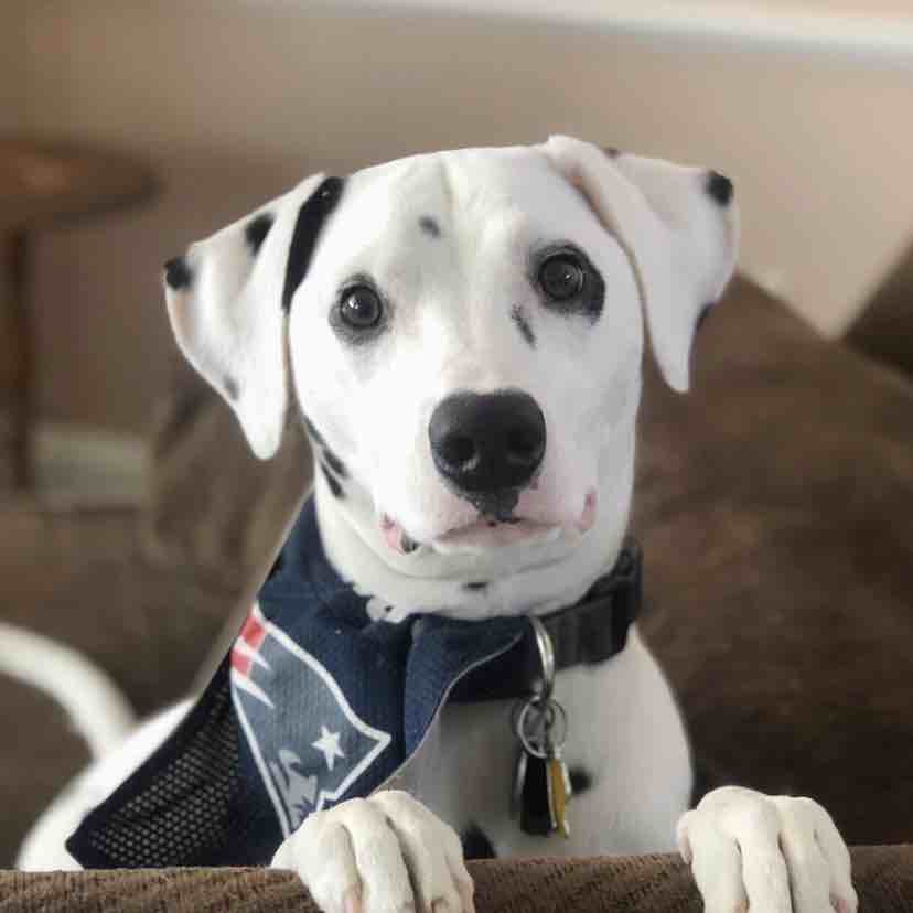 A picture of Gunner, a 8 years old Dalmatian dog.
