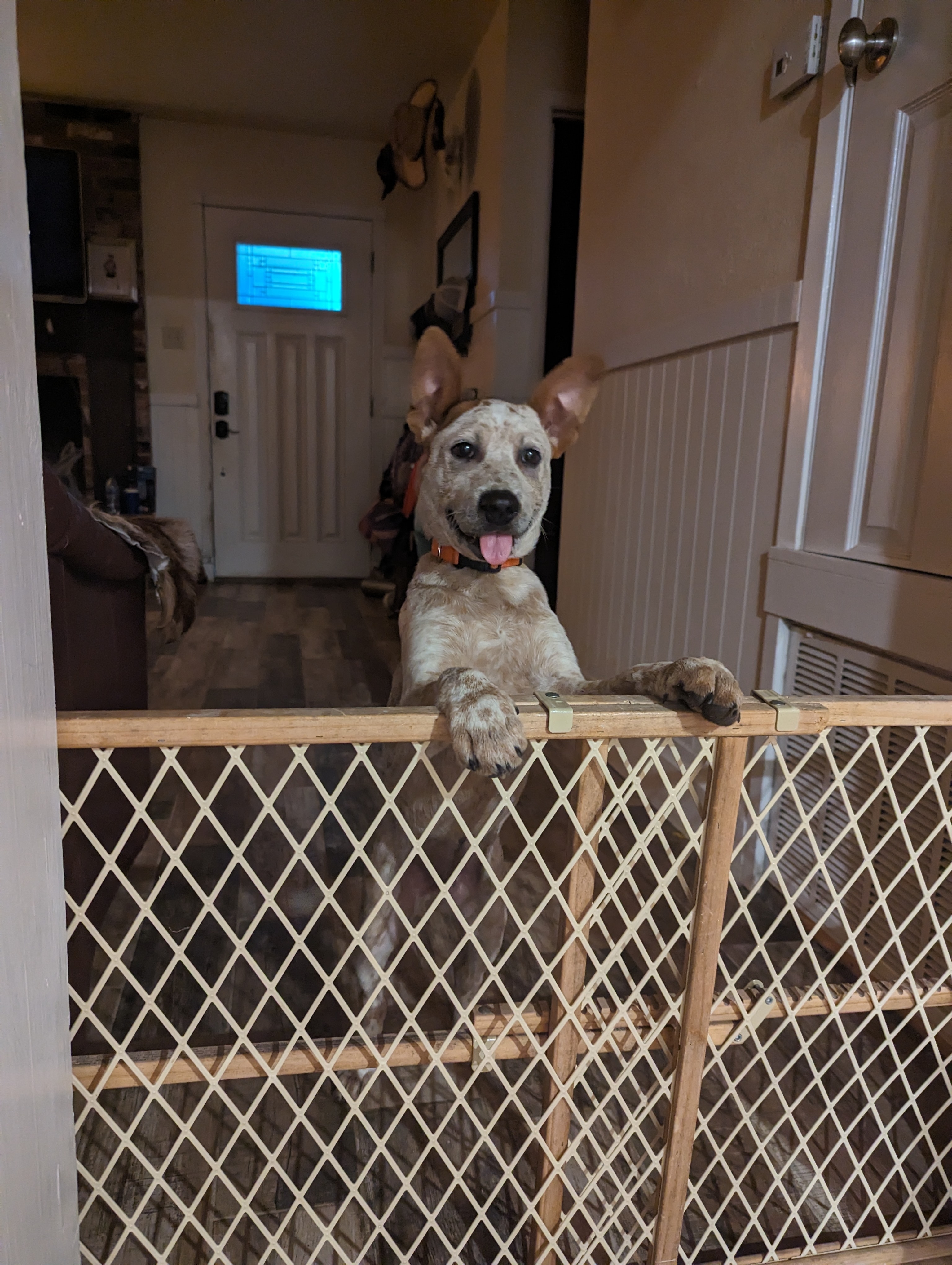 A picture of Remus , a 1 year 6 months old Other Mix dog.
