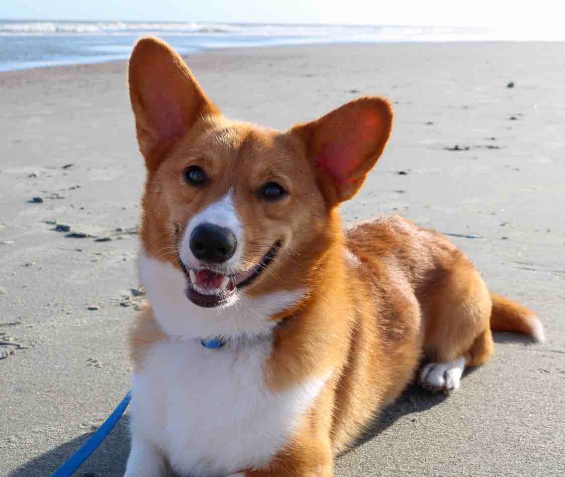 A picture of Bean, a 5 years old Other dog.