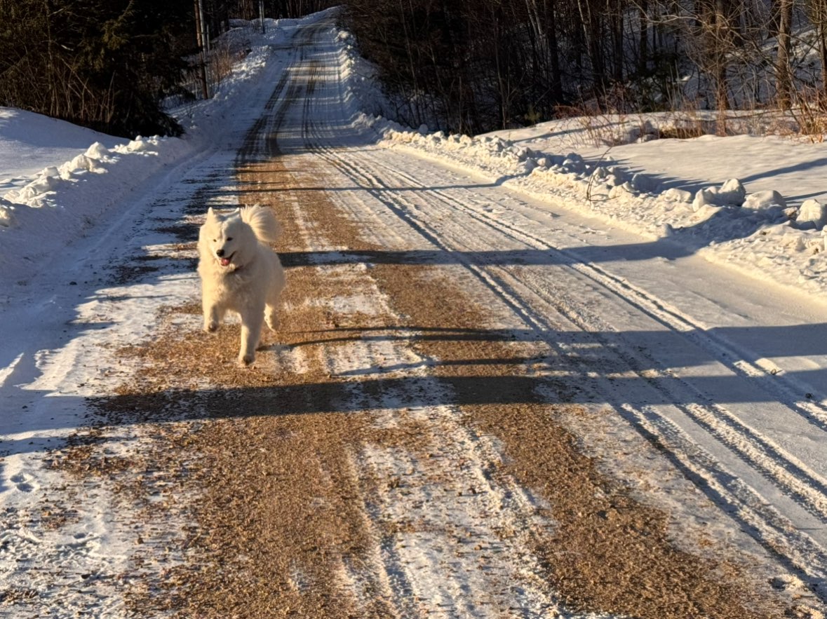 A picture of Joan Pawford, a 3 years 1 month old Other dog.