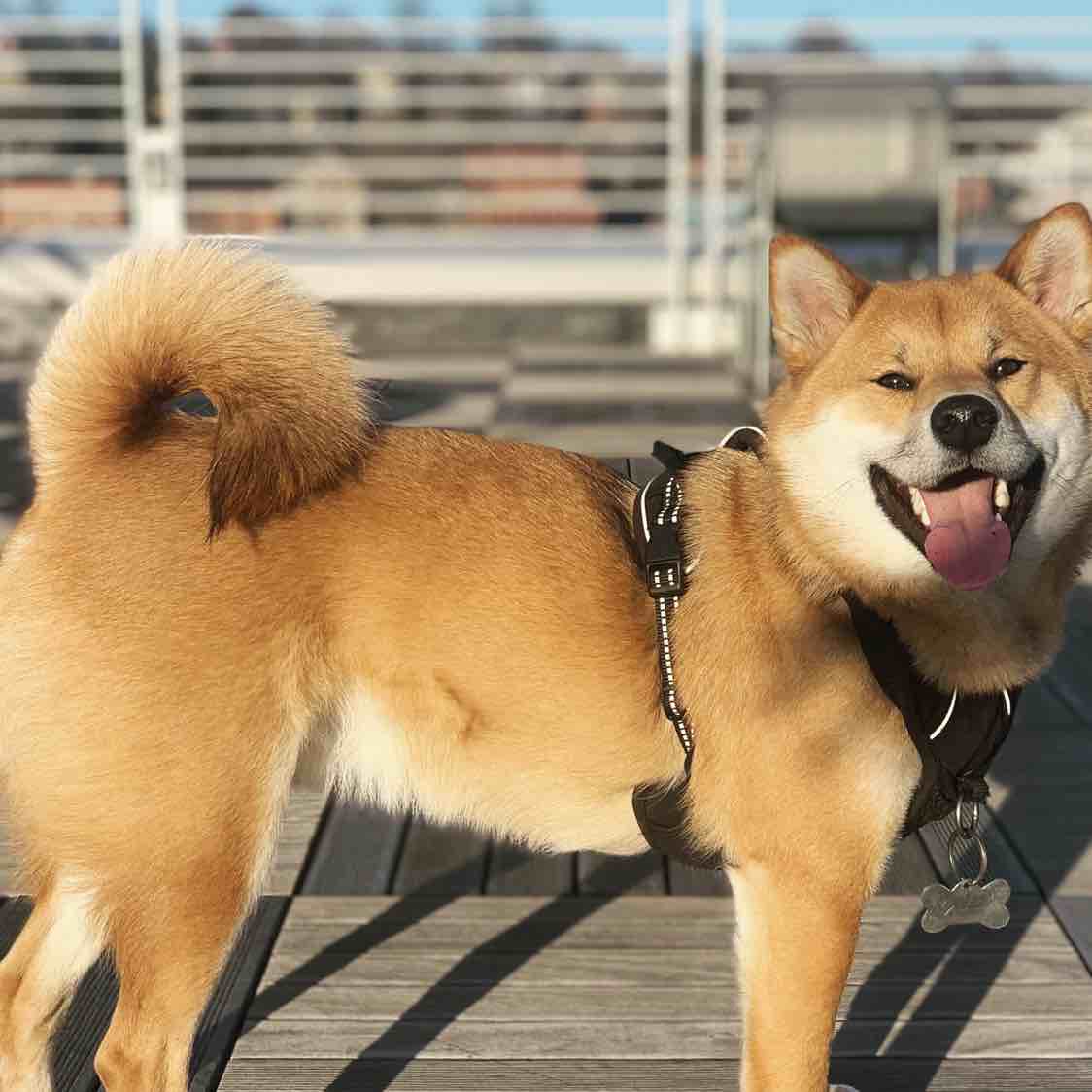 A picture of Sheru, a 5 years 8 months old Other dog.