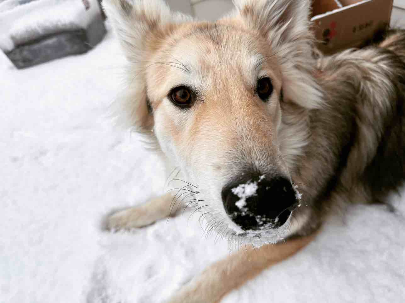 A picture of Dex, a 3 years 3 months old Other Mix dog.
