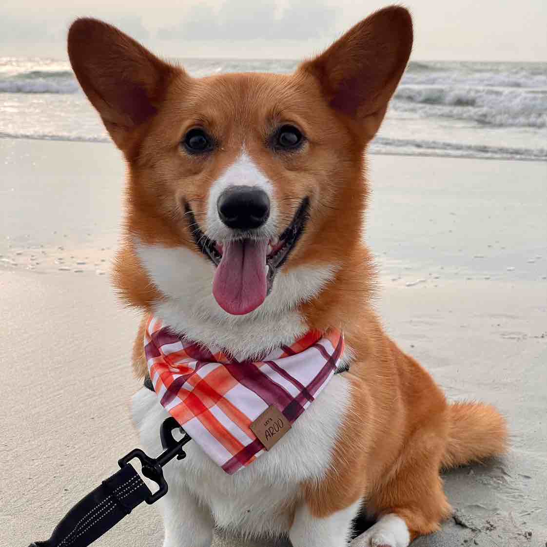 A picture of Bean, a 5 years old Other dog.