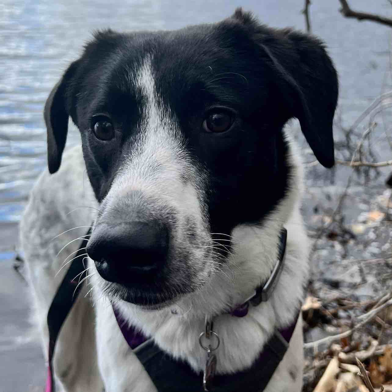 A picture of Mazey, a 4 years 6 months old Border Collie Mix dog.