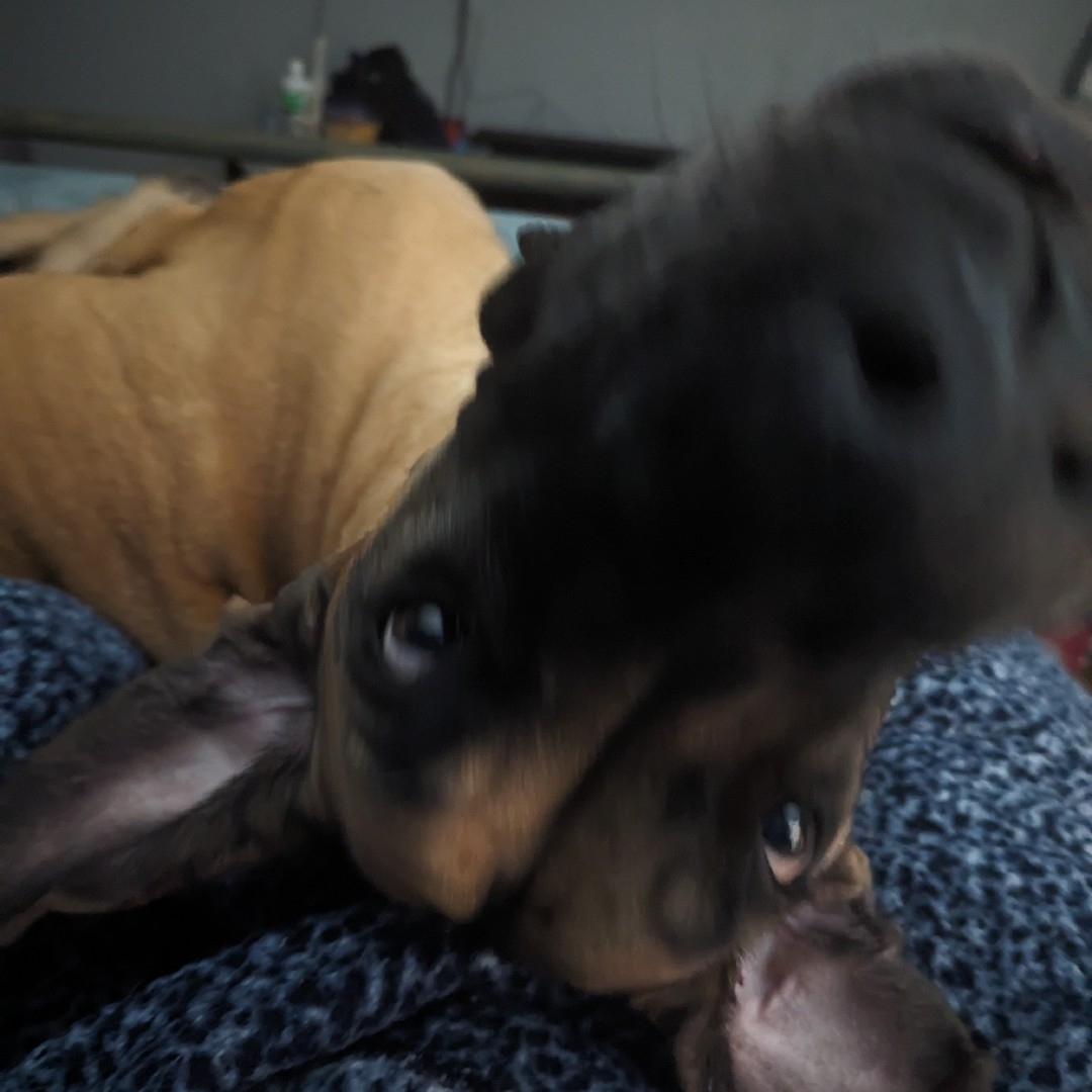 A picture of Clydesdale, a 4 years 11 months old Other dog.