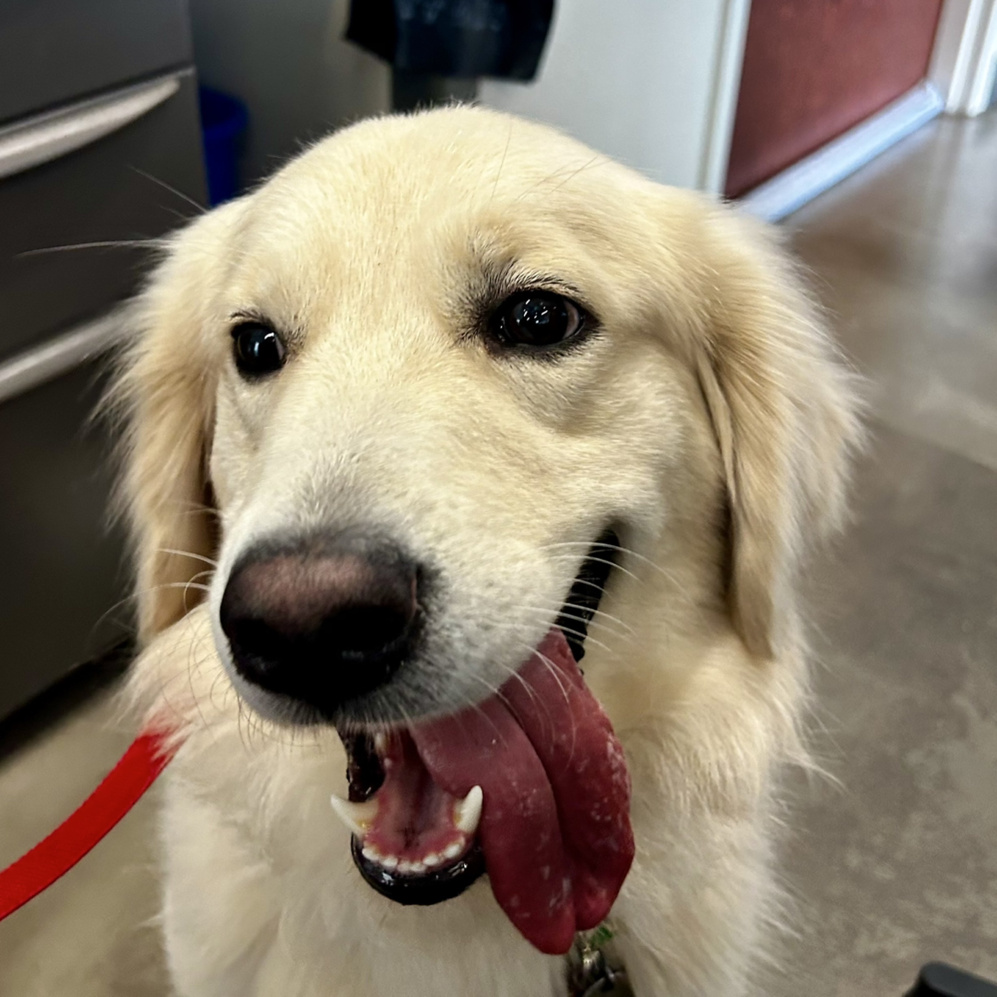 A picture of Murphy, a 1 year 11 months old Other dog.