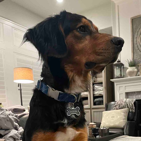 Gordon Setter Mix