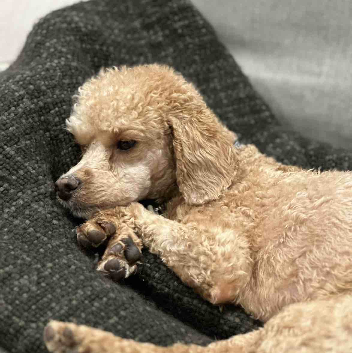 A picture of Henry, a 4 years 8 months old Other dog.