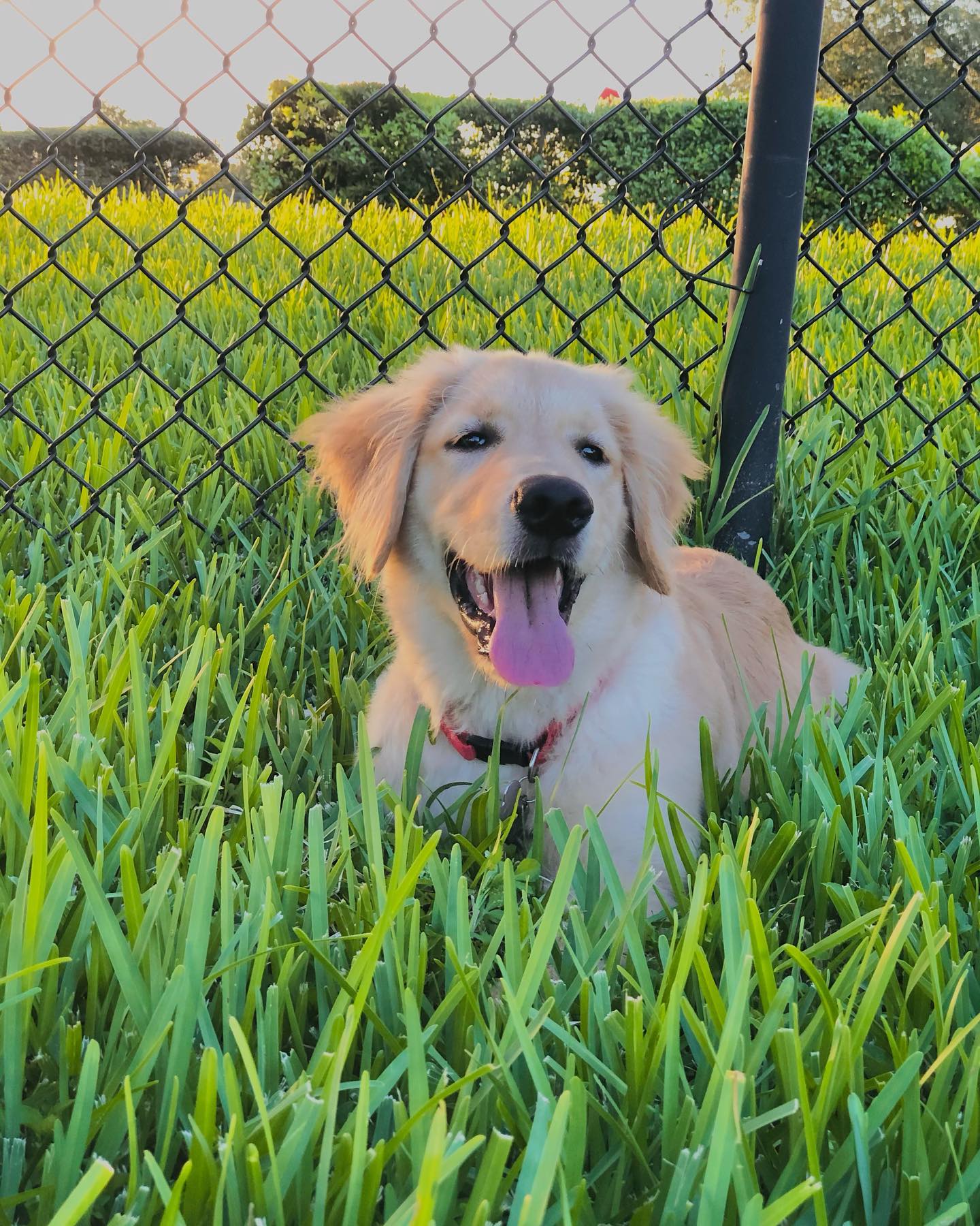 A picture of Forky, a 4 years 2 months old Other dog.