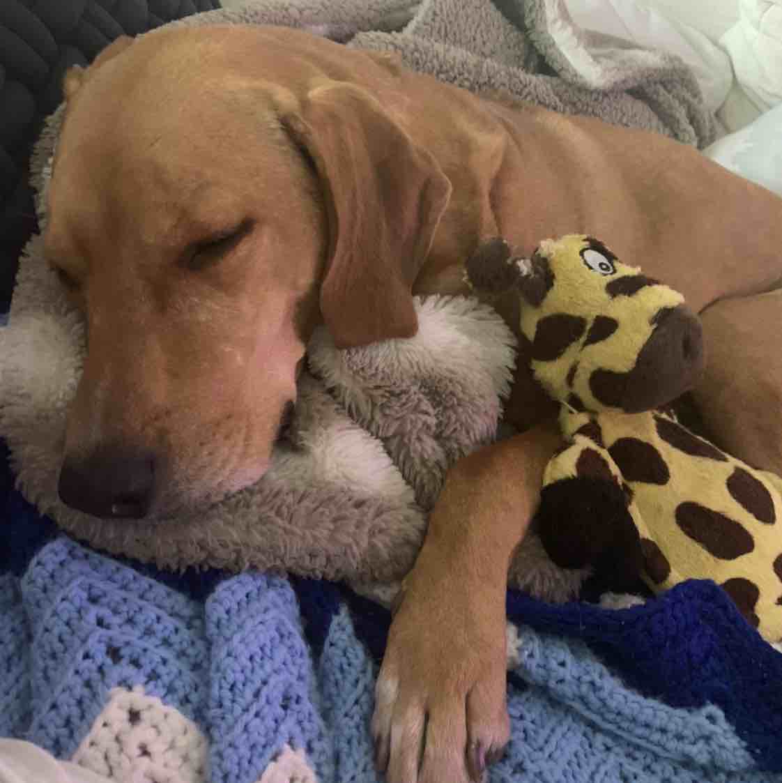 A picture of Appa, a 9 years 4 months old Other Mix dog.