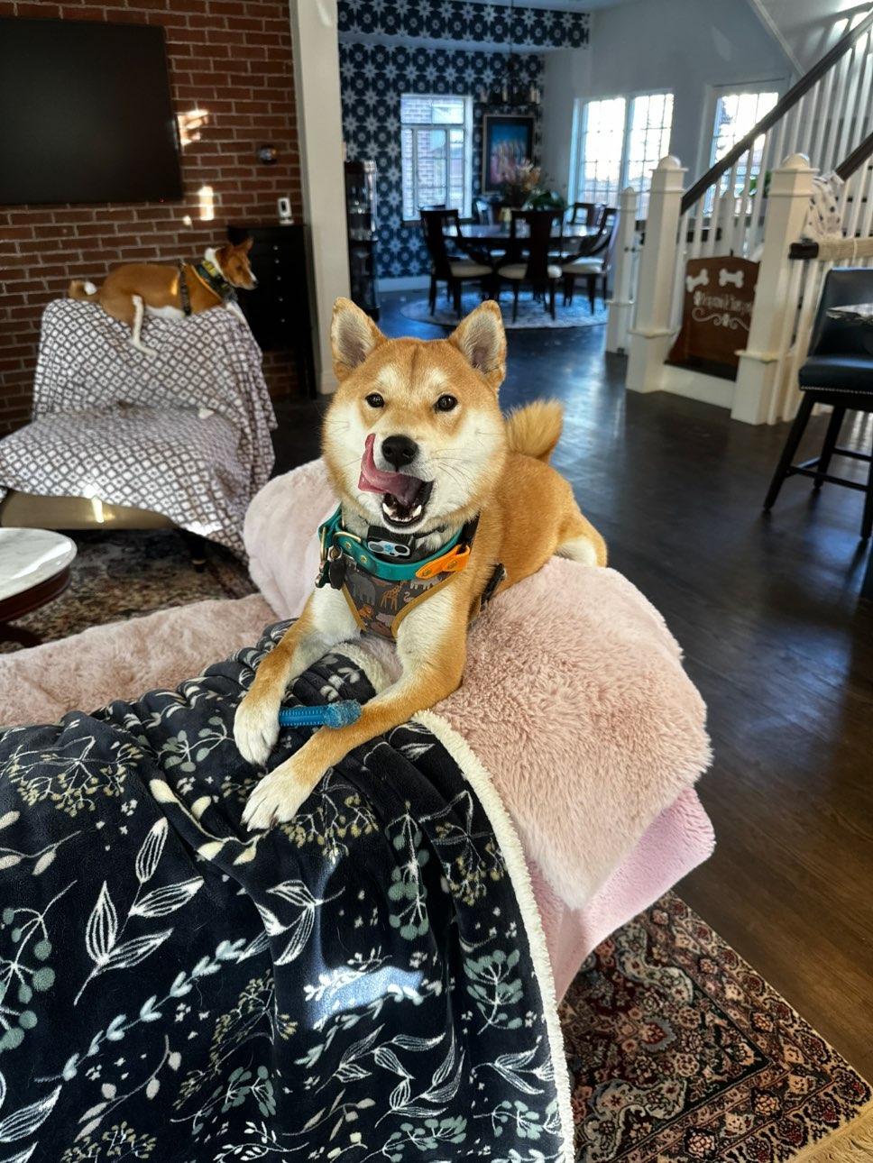 A picture of Ryujin, a 2 years 2 months old Other dog.