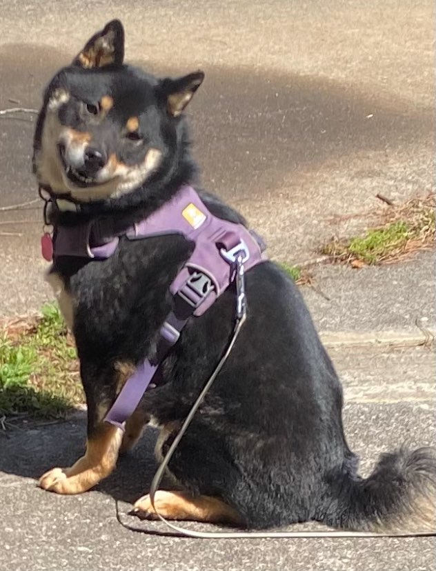 A picture of Chihiro, a 3 years 10 months old Other dog.