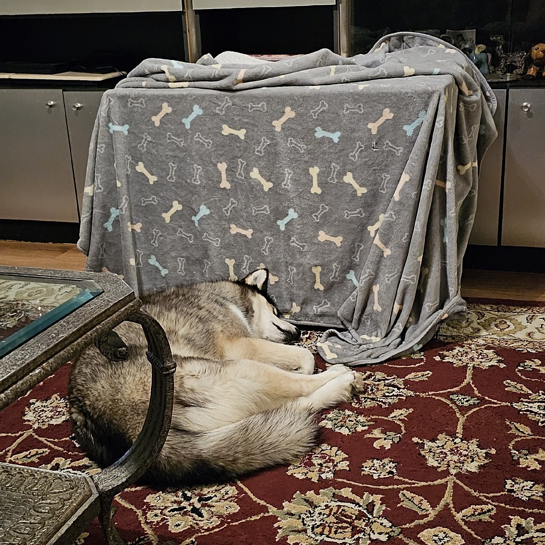 A picture of Aleutian Island 🏝, a 4 years 4 months old Other dog.