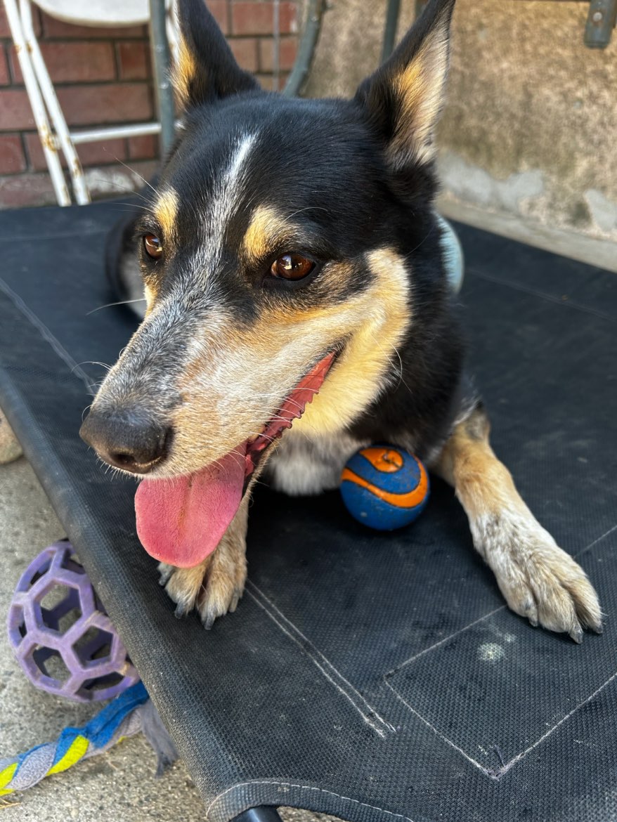 A picture of Willow, a 7 years 7 months old Other Mix dog.