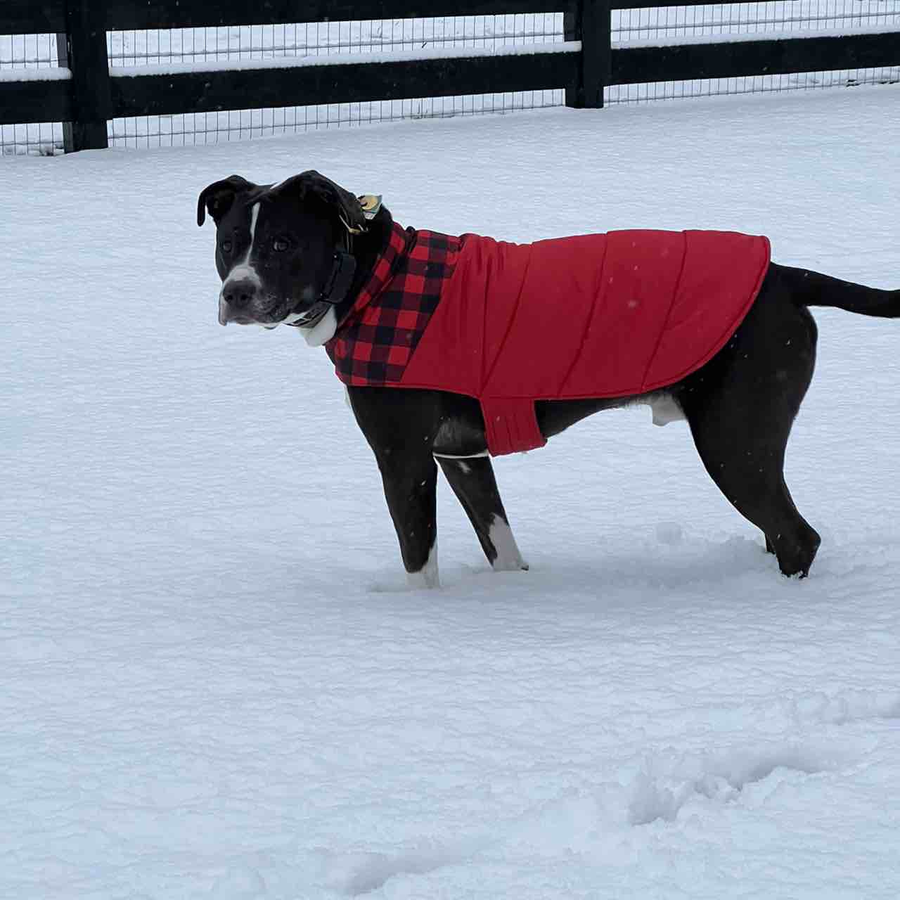 A picture of Dizzy, a 11 years 8 months old Other Mix dog.