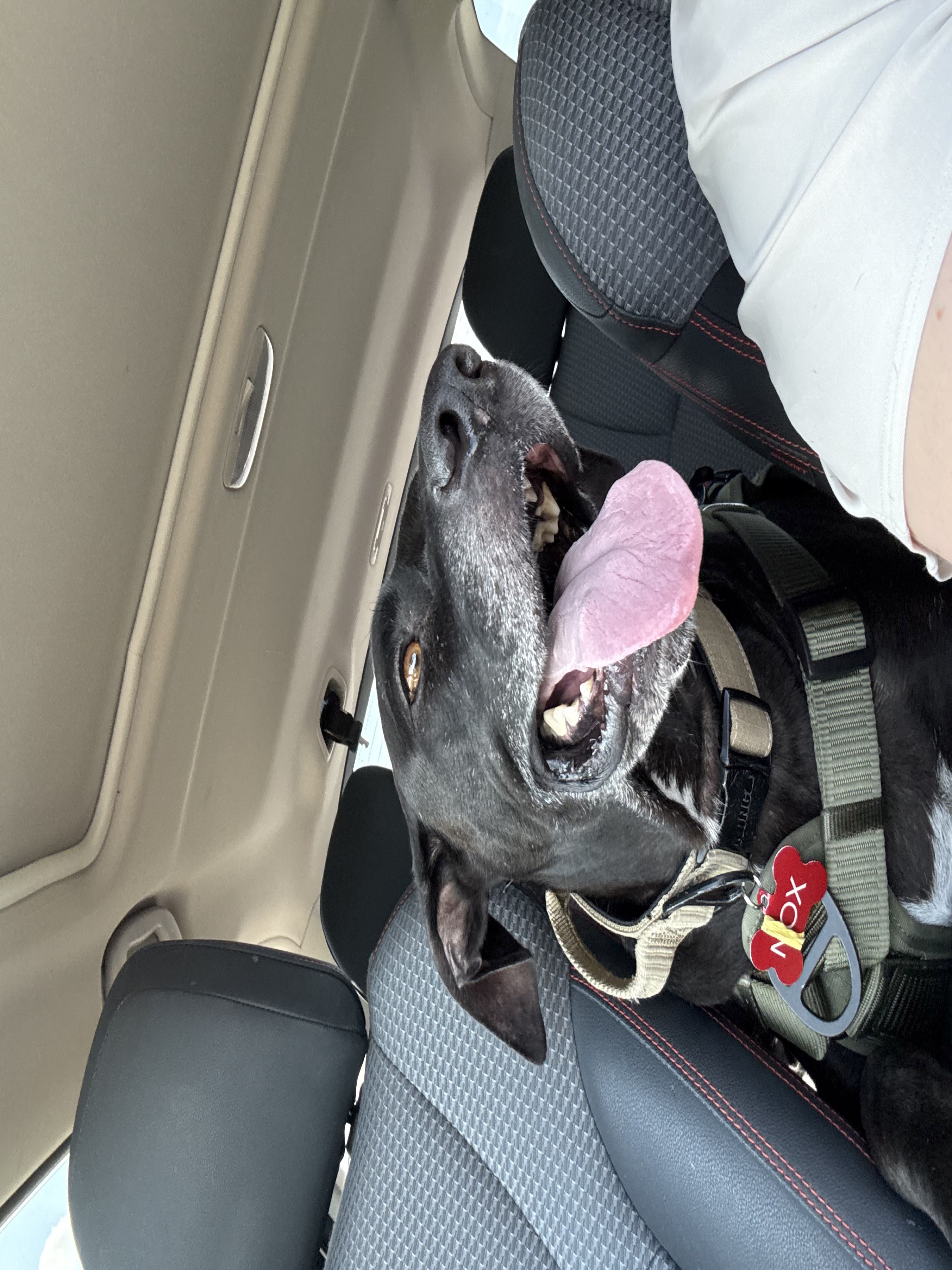 A picture of Nox, a 5 years 1 month old Other Mix dog.