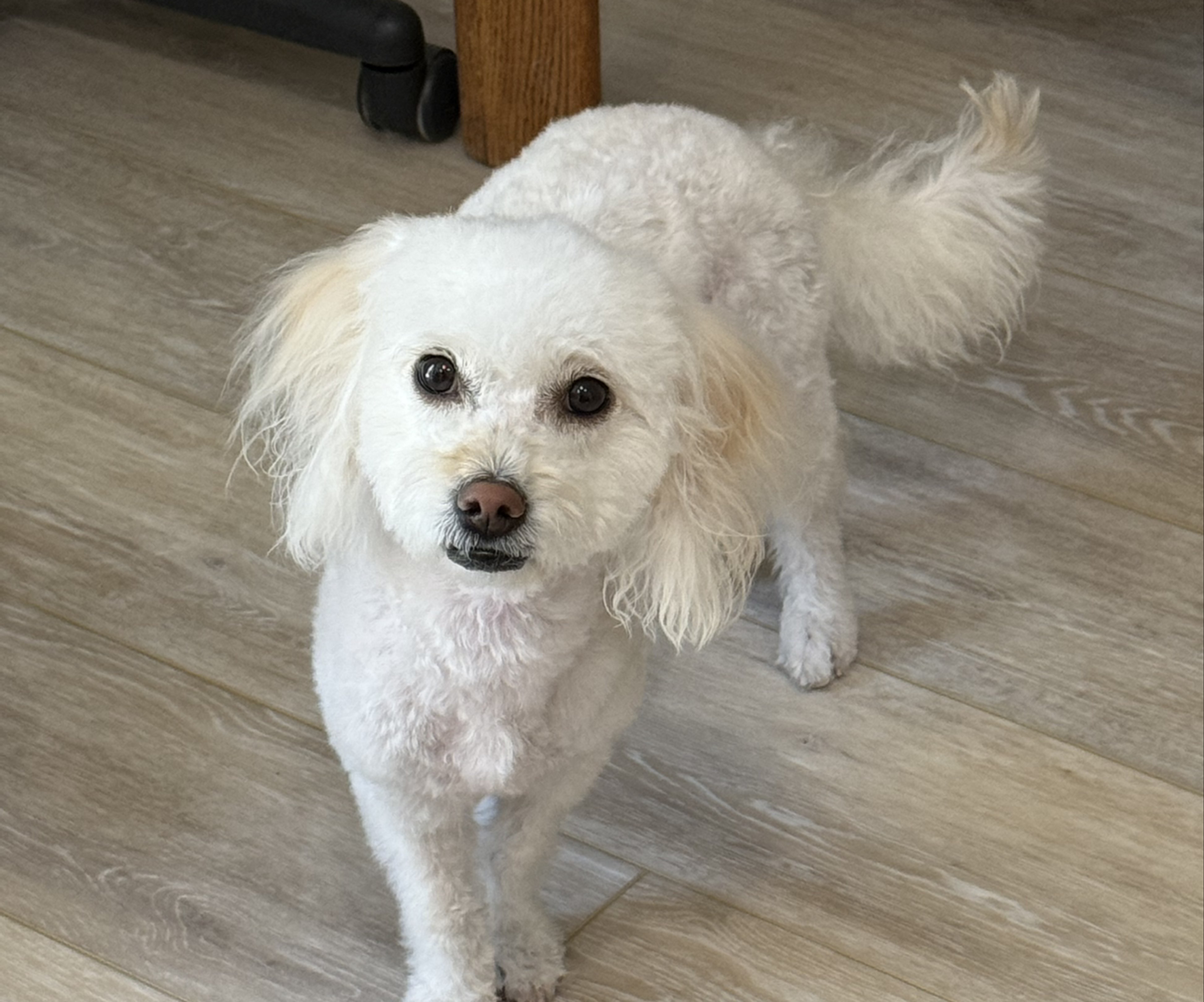 A picture of Eevee, a 1 year 10 months old Other dog.