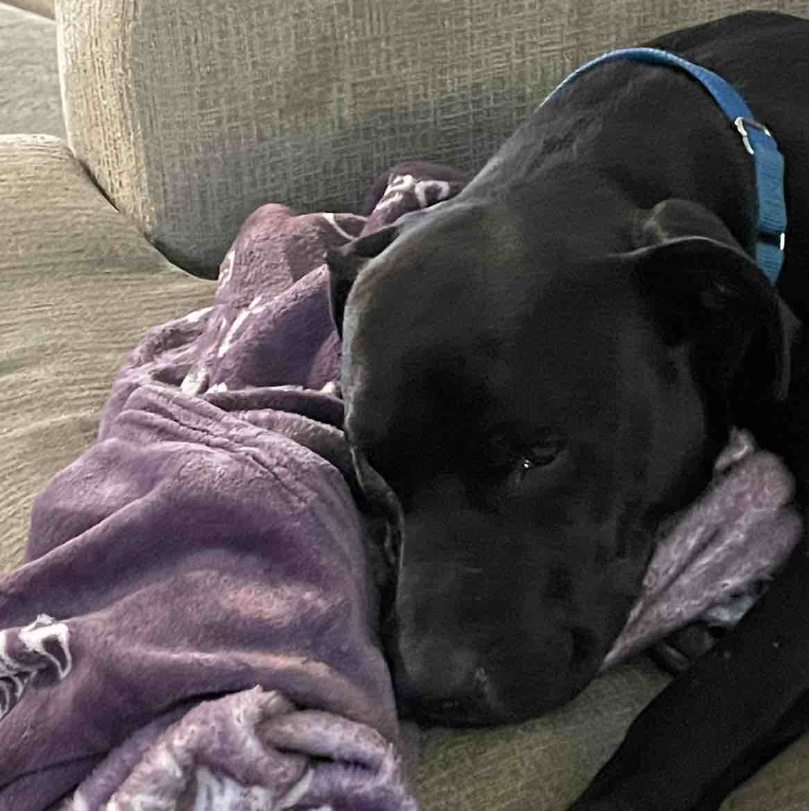 A picture of Sharpie, a 6 years 1 month old Other dog.