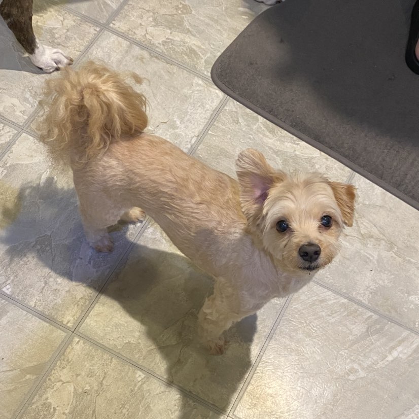 A picture of Whiskey, a 9 years 10 months old Other Mix dog.