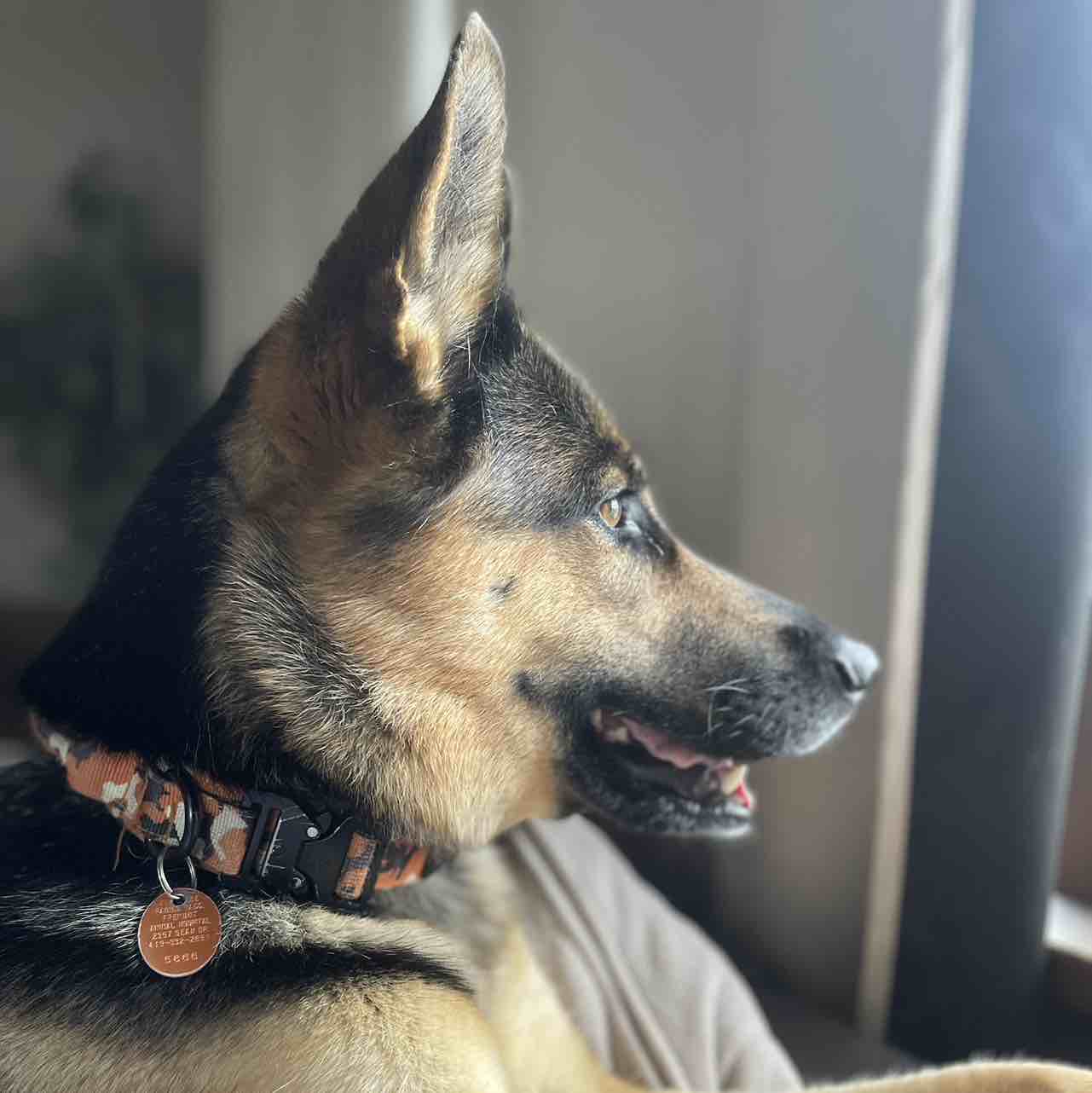 A picture of Lacy, a 5 years 10 months old Other Mix dog.