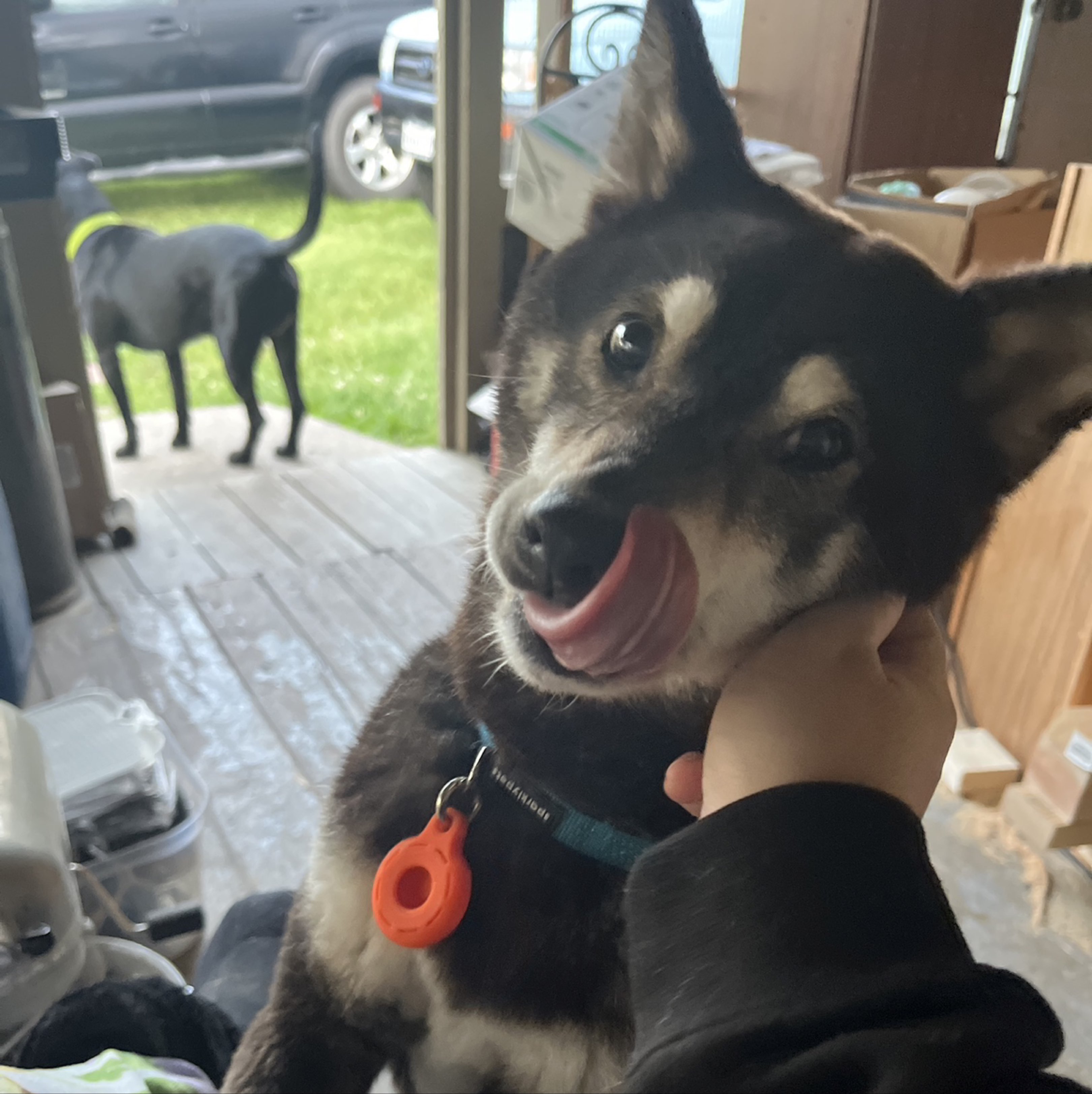 A picture of Fox, a 13 years 6 months old Other dog.