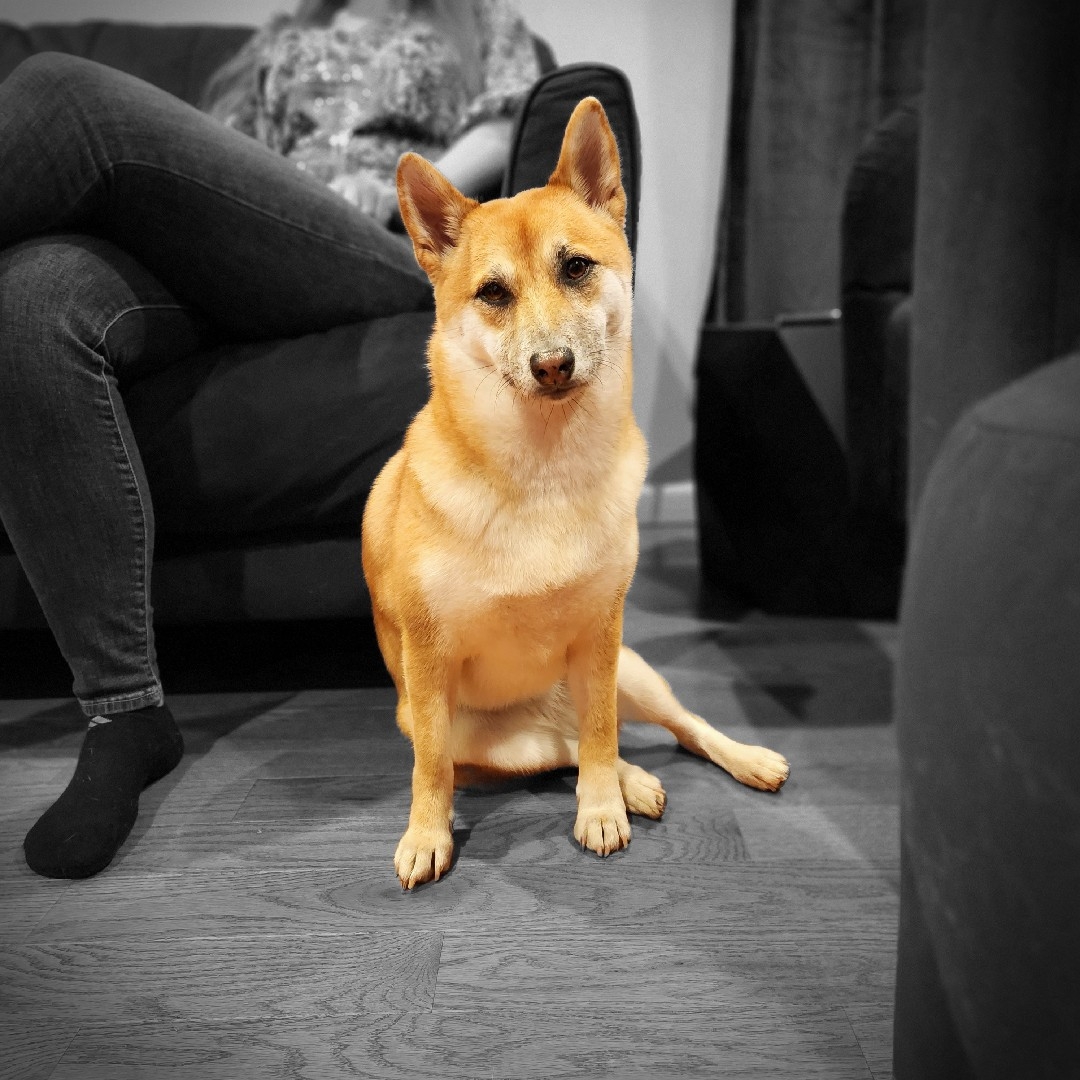A picture of Layla, a 4 years 10 months old Other dog.