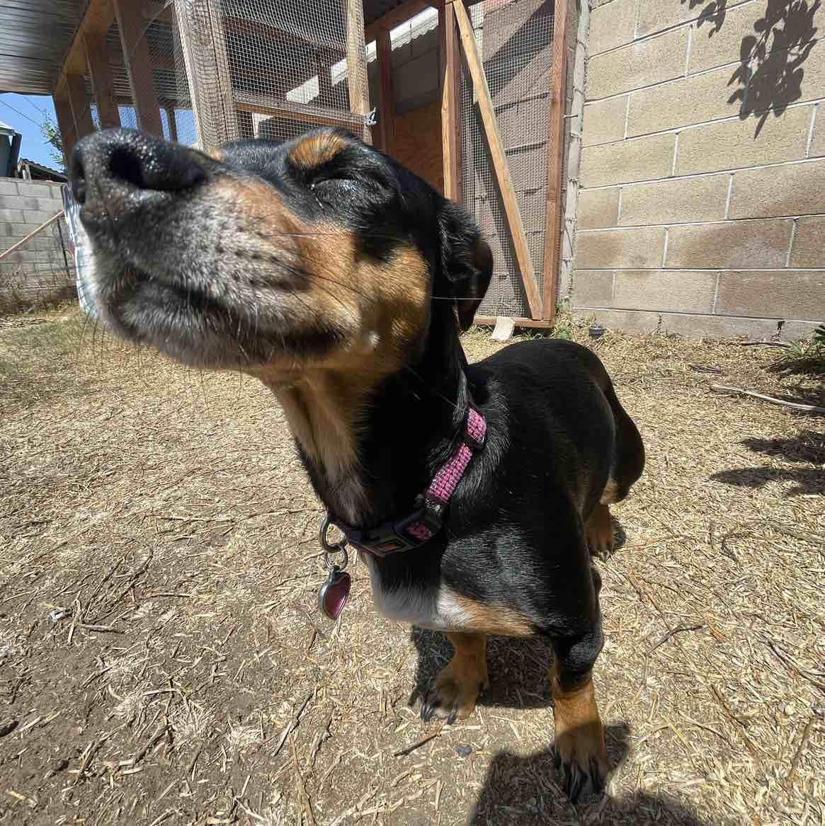A picture of Rema, a 10 years old Other Mix dog.