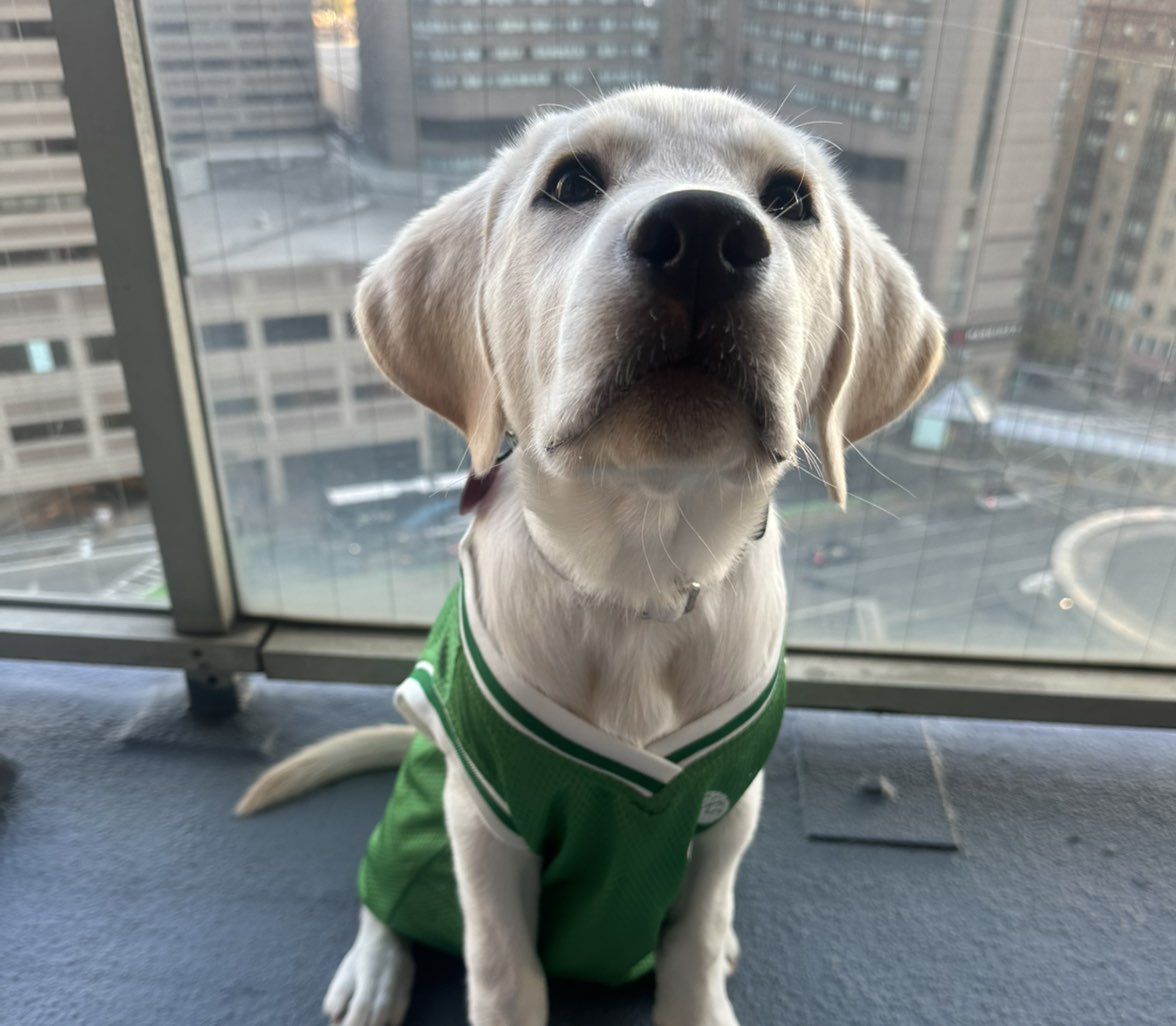 A picture of Barkley, a 1 year 1 month old Other dog.