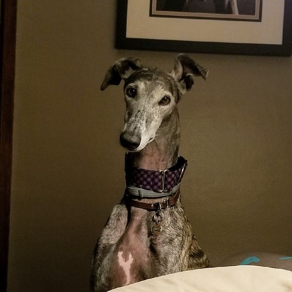 Are Spanish Greyhounds Smart Dogs