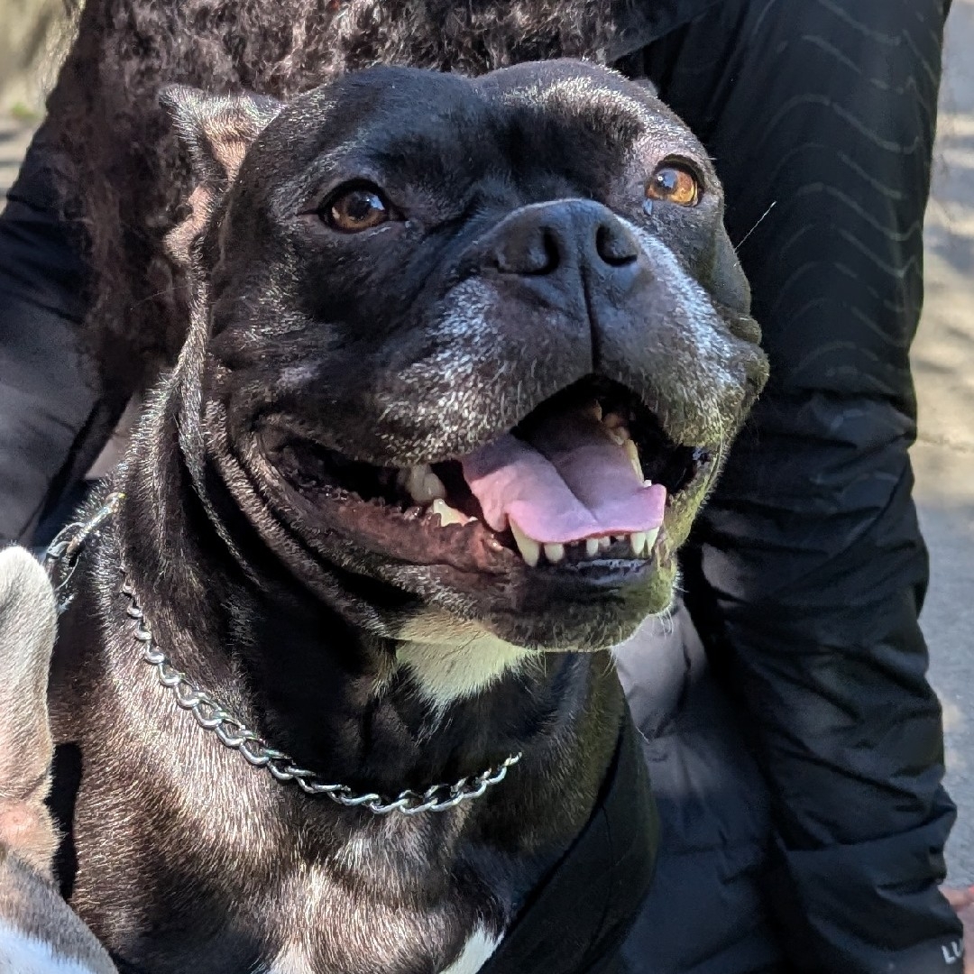 A picture of Keisha, a 4 years 4 months old French Bulldog Mix dog.