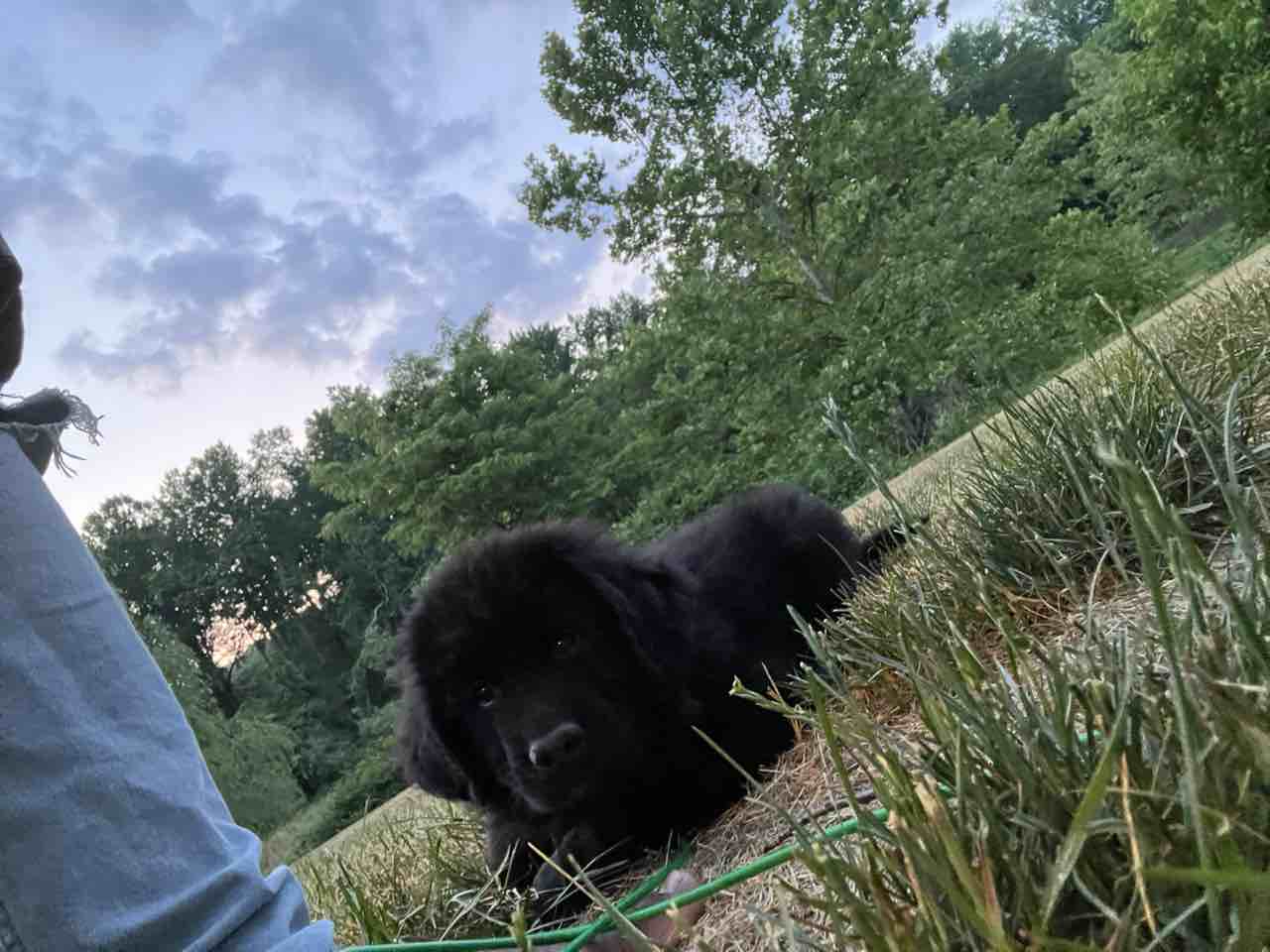 A picture of Hotchner, a 2 years 4 months old Other dog.