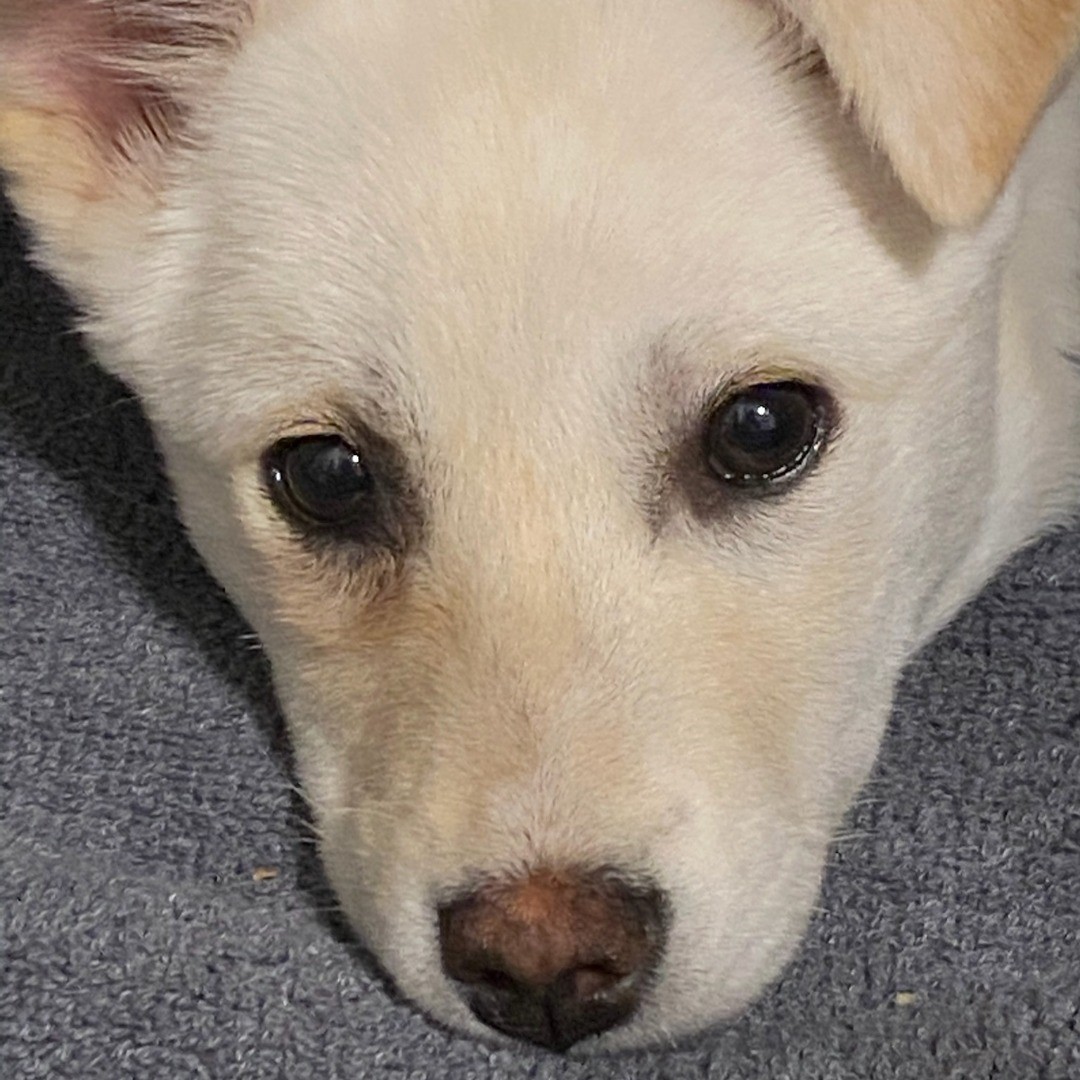 A picture of Toki, a 4 years 9 months old Other dog.