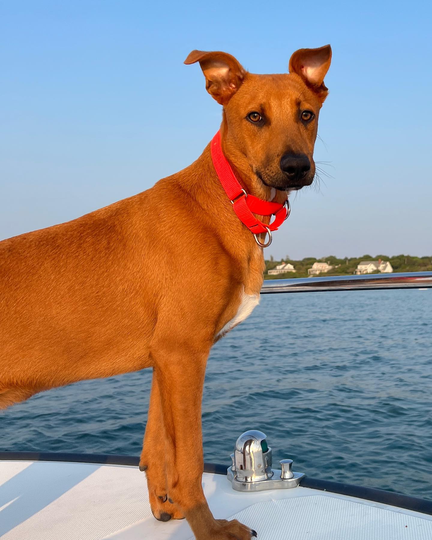 A picture of Scooter J. Magoots, a 2 years 7 months old Other Mix dog.