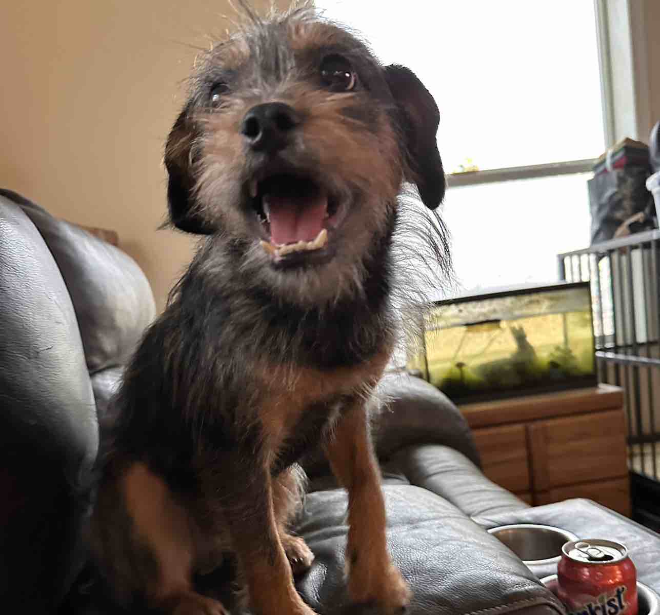 A picture of Grandpa, a 2 years 7 months old Other Mix dog.