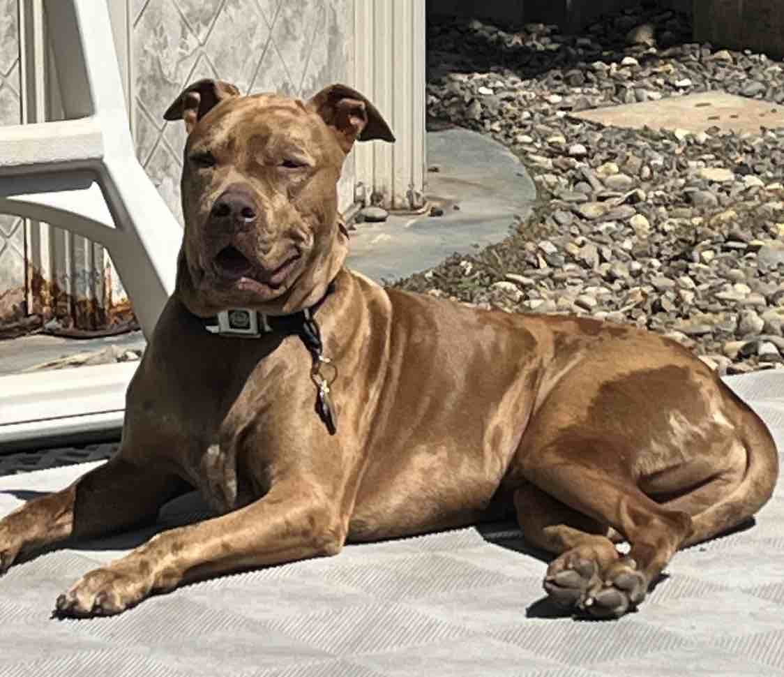A picture of Frisco, a 7 years 2 months old Other Mix dog.