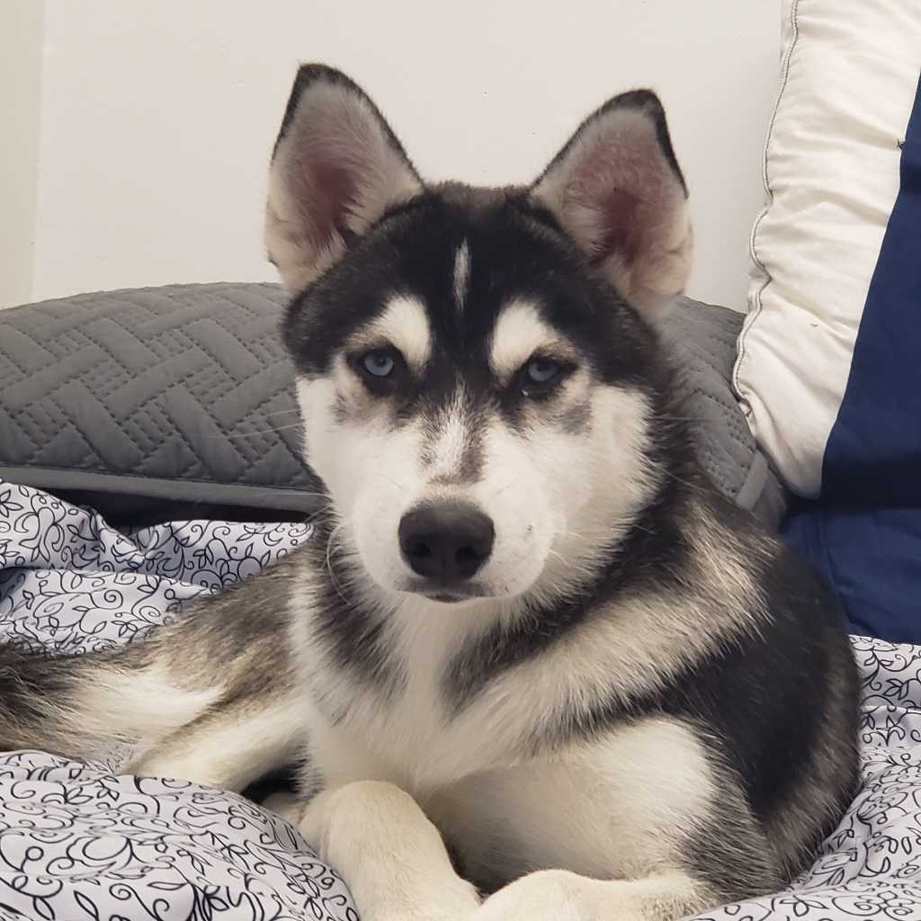 A picture of Niki, a 5 years 3 months old Other dog.