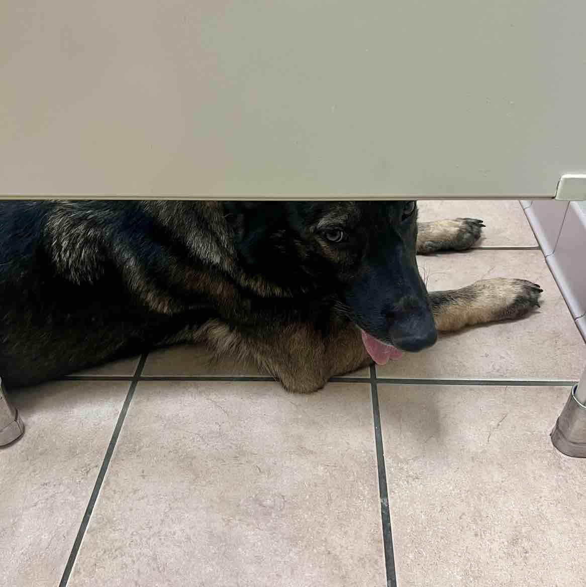 A picture of Patsy Shea, a 5 years 9 months old Other dog.