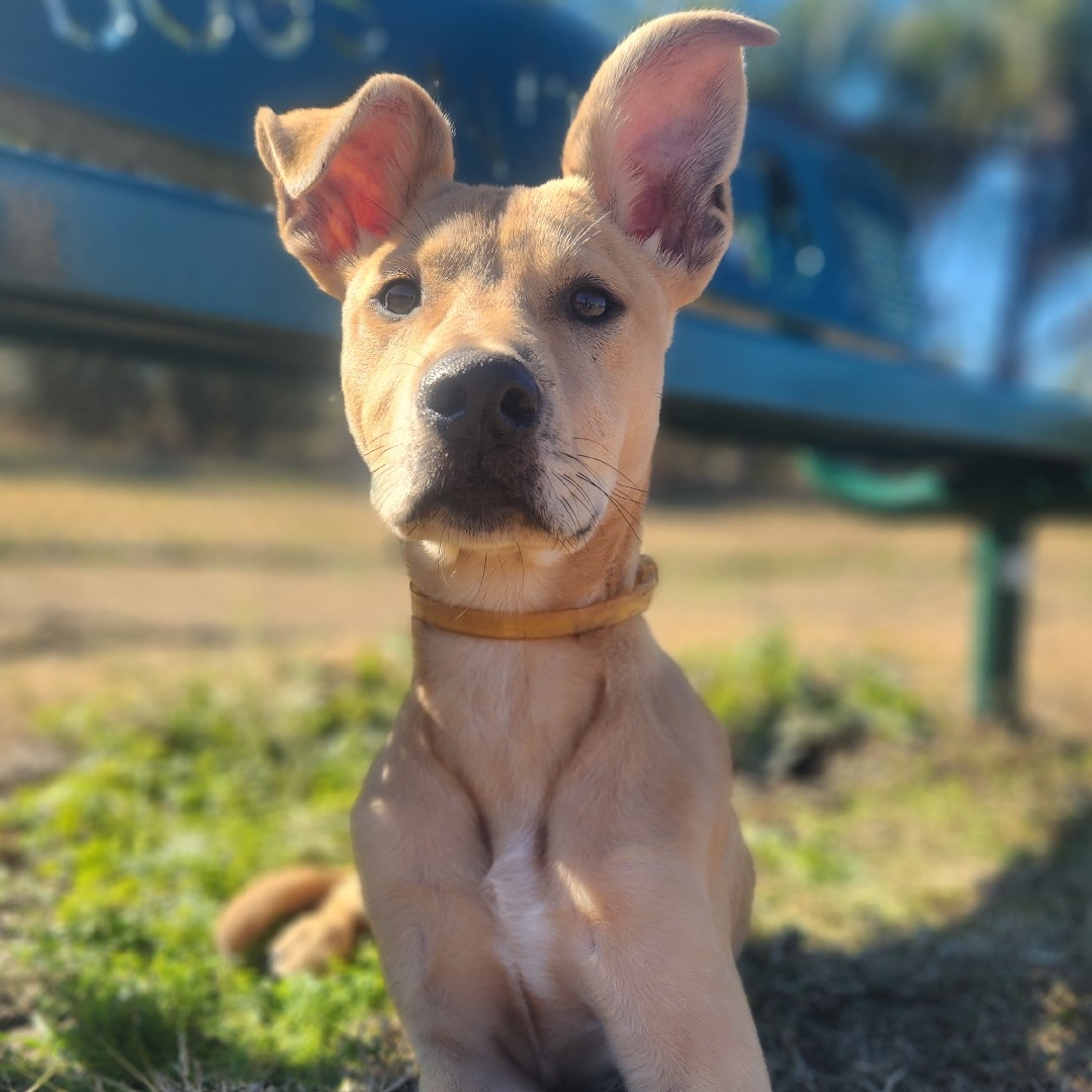 A picture of Maci May, a 3 years old Other Mix dog.